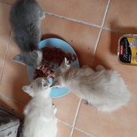 photo de livraison pour Bien vivre avec les Chats Sallélois