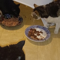 photo de livraison pour Protect Cat