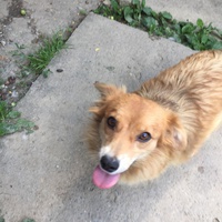 photo de livraison pour Save & Hope for Dogs