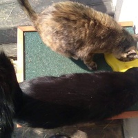 photo de livraison pour Paroles de Chats