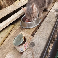 photo de livraison pour Chat Suffit a.sb.l.