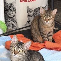 photo de livraison pour Chat Gratouille