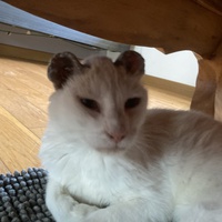 photo de livraison pour Association Des  Chats  De Hyeres