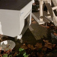 photo de livraison pour Les Chats de Dugny