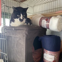 photo de livraison pour Les chats Port-Saint-Louisiens