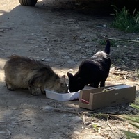 photo de livraison pour Ecole du Chat des Alpilles