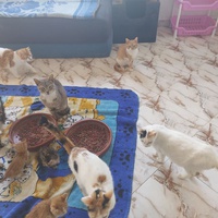 photo de livraison pour Comme Chiens et Chats Maroc