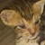 photo animal
