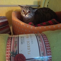 photo de livraison pour Les Chats de la Rue