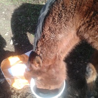 photo de livraison pour HELP