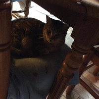 photo de livraison pour Vallée des Chats