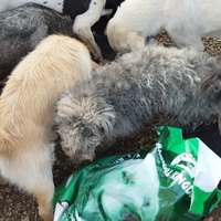 photo de livraison pour Spaske