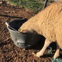 photo de livraison pour La Ferme des Zanimobiles