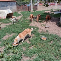 photo de livraison pour Serbian Society for the Protection of Animals - SSPA