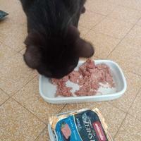 photo de livraison pour Les Chats de la Rue
