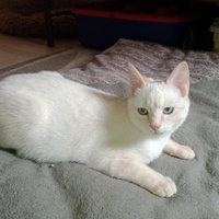 photo de livraison pour Cosette