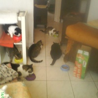 photo de livraison pour Pattes de Chats 50