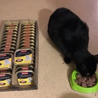 photo de livraison pour Les Chats Libres de la Canterrane