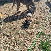 photo de livraison pour Happy Shelter Skopje