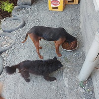 photo de livraison pour UZZŽ "Sretna Šapa"