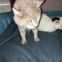 photo de livraison pour Ecole du Chat Libre de Caillerot