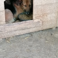 photo de livraison pour asociatia centrul de formare pentru activitati voluntare natura deva