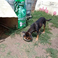 photo de livraison pour Serbian Society for the Protection of Animals - SSPA