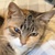 photo animal