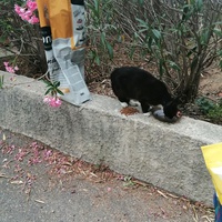 photo de livraison pour L'Ecole du Chat Istreen