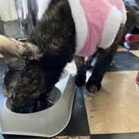 photo de livraison pour Association C.A.T.S. Chat Animal Terrien Solidarité