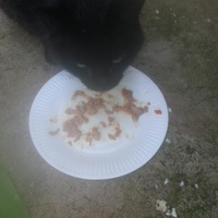 photo de livraison pour Amicale Chats