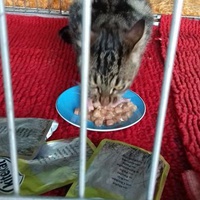 photo de livraison pour Les chats Port-Saint-Louisiens