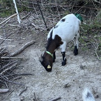photo de livraison pour L'Arche de MaCha