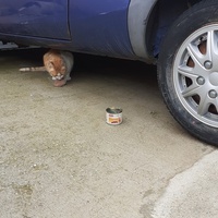 photo de livraison pour Chats cerbériens