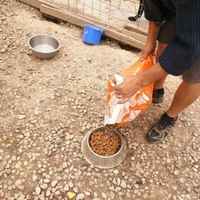 photo de livraison pour Animal Shields Oradea
