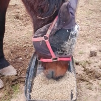 photo de livraison pour Equi-Libre : Droit à la Retraite Equine