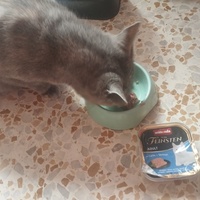 photo de livraison pour Cat Miaou