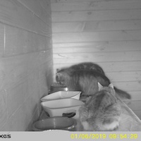 photo de livraison pour Jardin des Chats