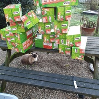 photo de livraison pour Ecole du Chat d’Arbois