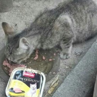 photo de livraison pour Les Chats-Pitresdelavi-Ste