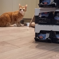 photo de livraison pour Les Moustaches d'Oria