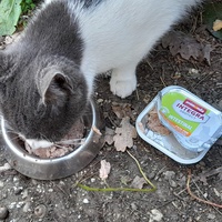 photo de livraison pour Cat Miaou