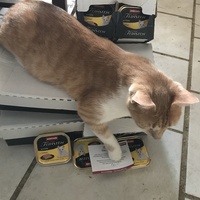 photo de livraison pour Chats-sos
