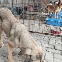 photo de livraison pour Civic Initiative Kane Korzo Skopje