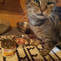 photo de livraison pour Chats errants du val du crenu