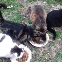 photo de livraison pour Les Chats Libres de la Canterrane