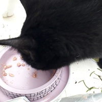 photo de livraison pour Chats Oubliés