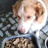 photo de livraison pour Civic Initiative Kane Korzo Skopje