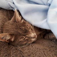 photo de livraison pour L'Arche des Amis à pattes