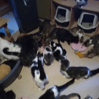 photo de livraison pour Pour l'Amour des Chats